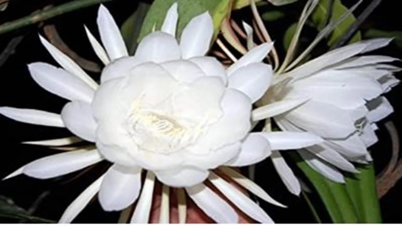 सहारनपुर के दुर्लभ पुष्प ‘ब्रह्म कमल’ खिला, दर्शकों का लगा तांता