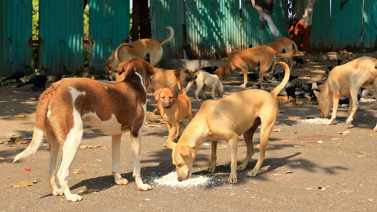 Street Dogs: कुत्ता सिर्फ एक जानवर नहीं, बल्कि... स्ट्रीट डॉग्स को लेकर सुप्रीम कोर्ट के फैसले पर जानिए क्या बोले यूपी के लोग