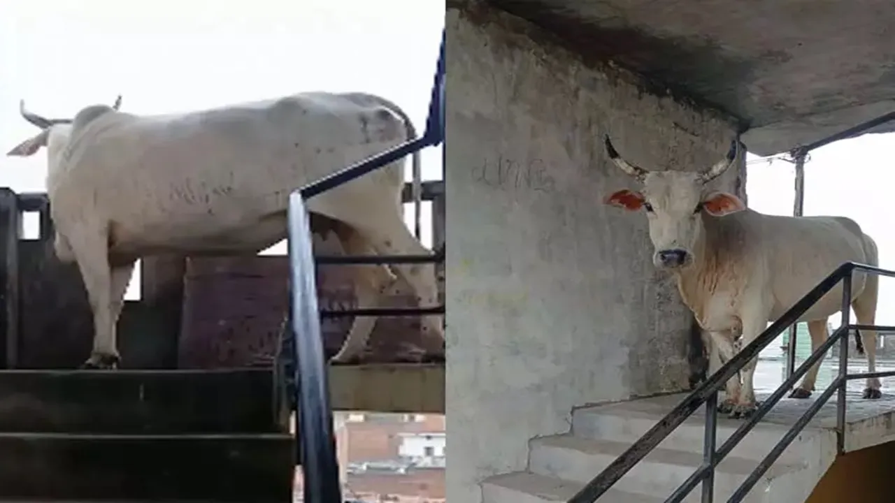 लखनऊ: बहुमंजिला इमारत में चौथे तल पहुंची गाय, लोगों में फैली दहशत, नगर निगम ने किया रेस्क्यू, देखें वीडियो