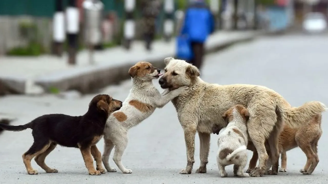 पशु अधिकार कार्यकर्ताओं ने आवारा कुत्तों की रक्षा के लिए मंदिर में की पूजा अर्चना, कहा- आवारा नहीं, हमारा है