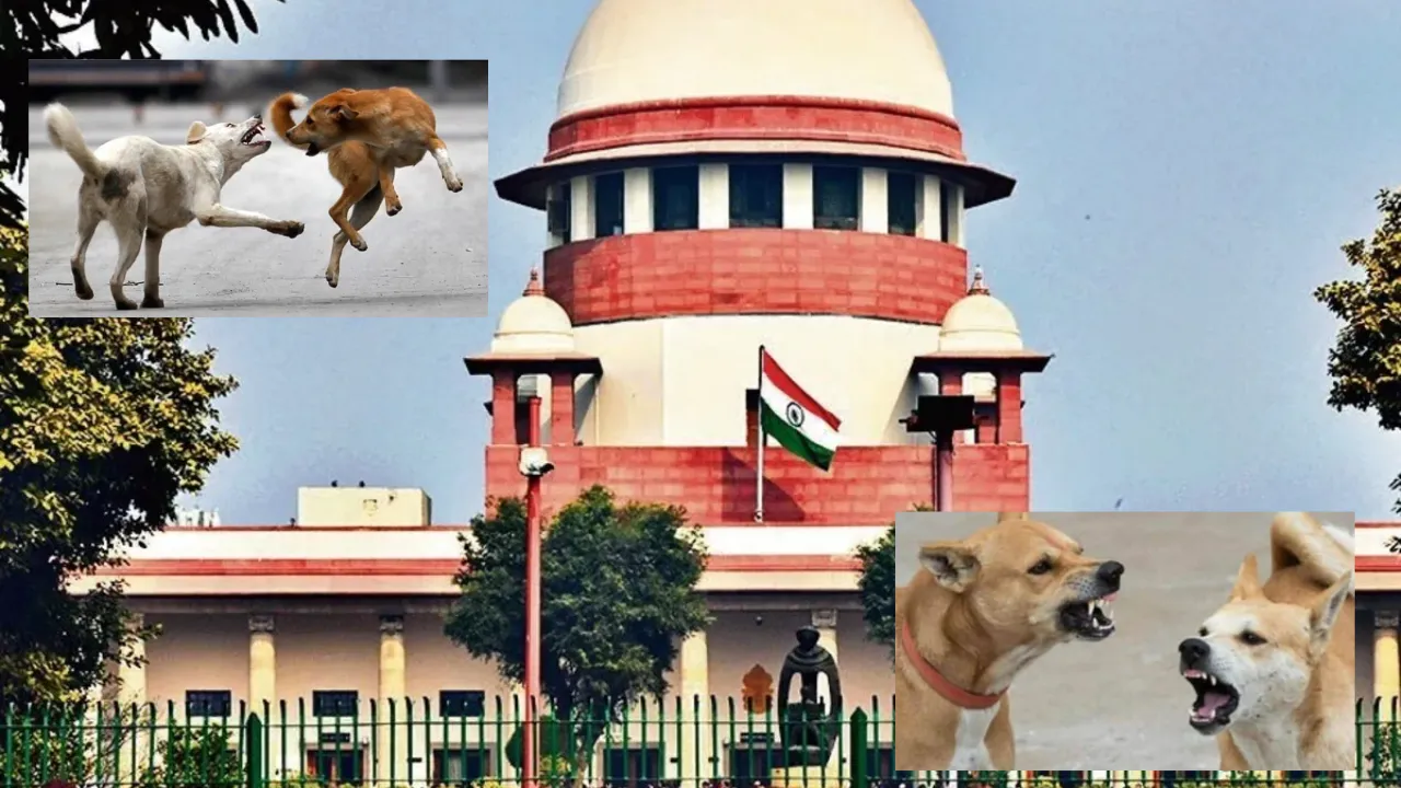 आवारा कुत्तों को लेकर सुप्रीम कोर्ट का बड़ा फैसला, सार्वजनिक जगहों पर खाना देने पर लगा बैन, जानें Street Dogs को लेकर क्या आया फैसला 