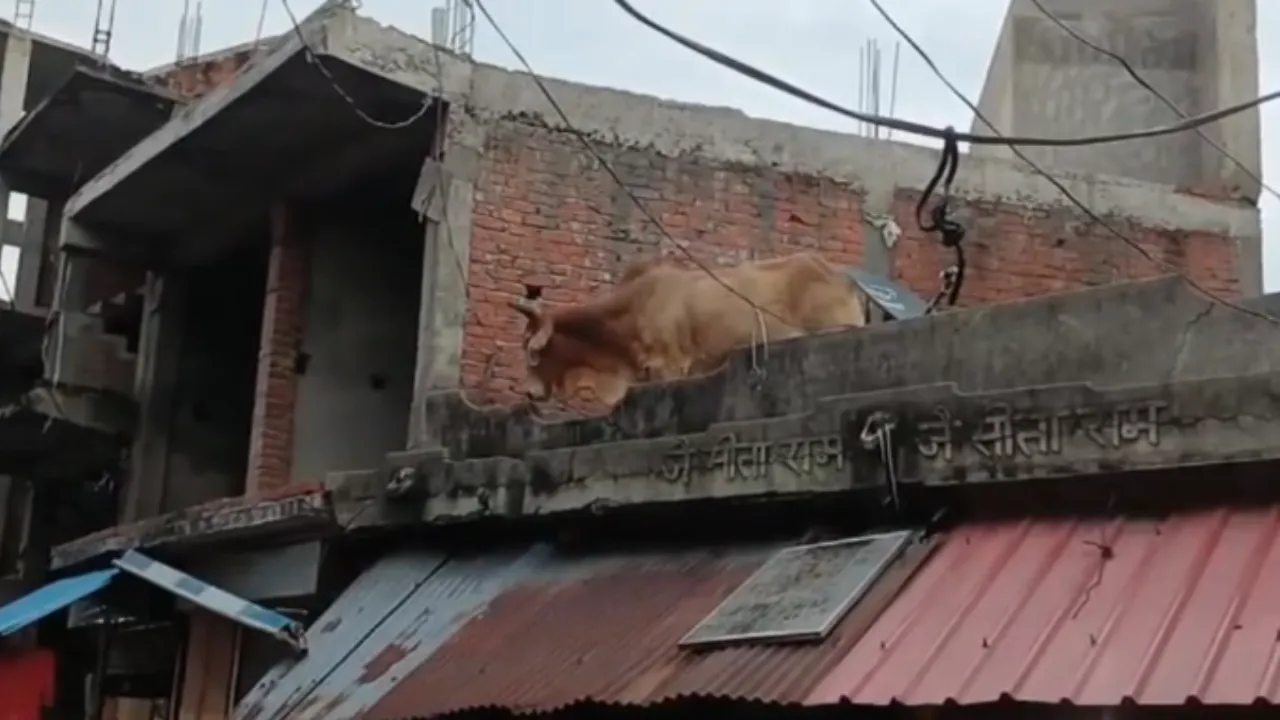 दुकान की छत पर चढ़ा छुट्टा सांड, वीडियो देख नहीं रोक पाएंगे हंसी