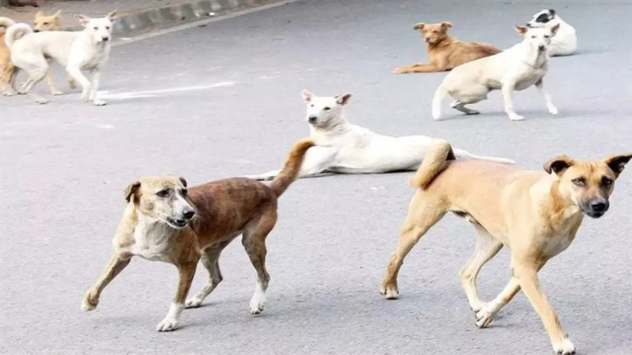 सुप्रीम कोर्ट का आवारा कुत्तों पर सख्त रुख, कहा- किसी भी गली में नजर न आए एक भी आवारा कुत्ता...