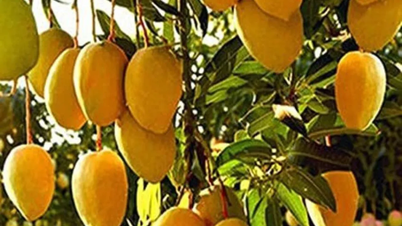 मैंगो लवर्स के लिए खुशखबरी... सहारनपुर के किसान ने तैयार की आम की ‘सदाबहार’ किस्म, पूरे साल देता है फल 