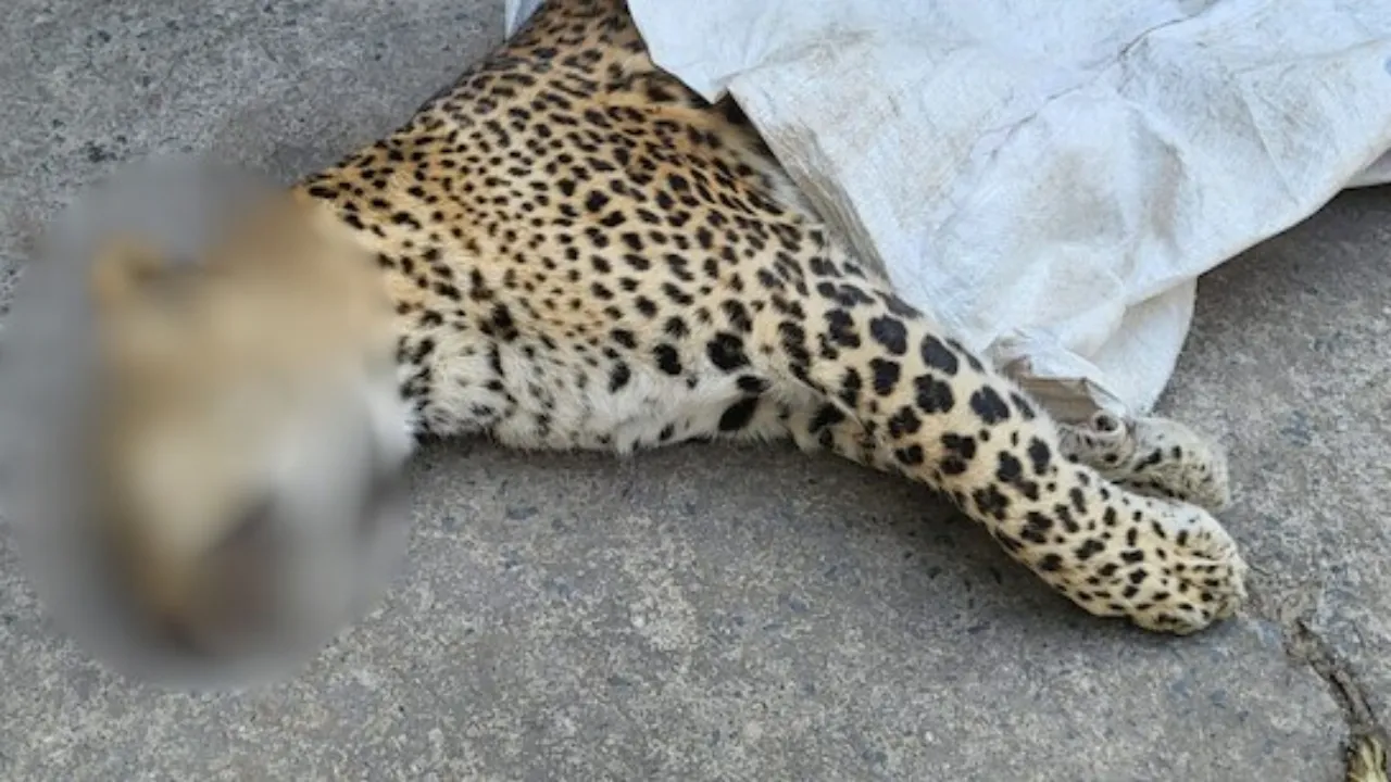 अमेठीः 36 घंटे तक आतंक का पर्याय रहे तेंदुए की संदिग्ध परिस्थितियों में मौत 