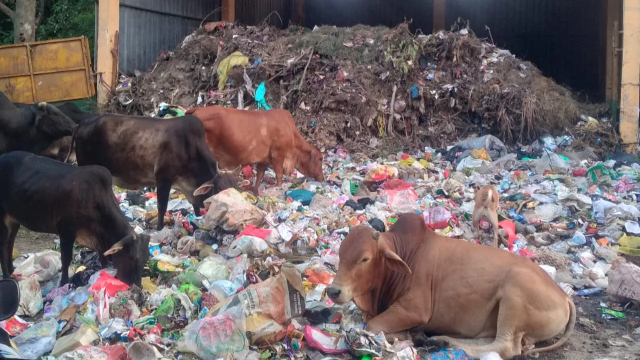 वृंदावन योजना में पड़ाव घर के बाहर सड़क तक फैला कूड़ा, लॉयन इन्वायरो पर जुर्माना लगने के बाद भी नहीं सुधरे हालात