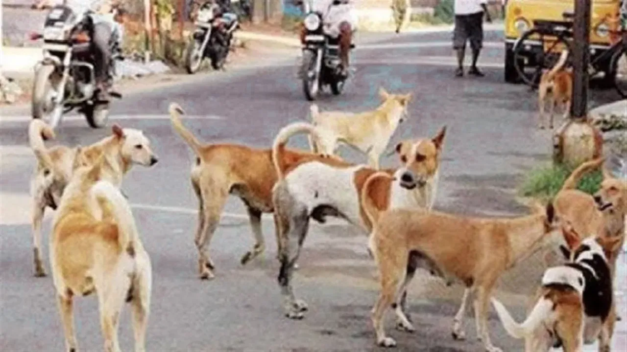 आवारा कुत्तों का आतंक, कुशीनगर में महिला को नोच-नोच मार डाला