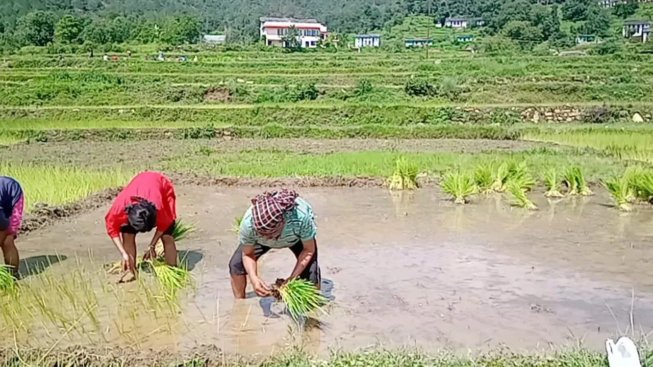 चल सको तो चलो, गांव बुलाते हैं... सेवानिवृत IAS रमेशचंद्र पाठक ने खेत-खलिहान को समर्पित किया जीवन