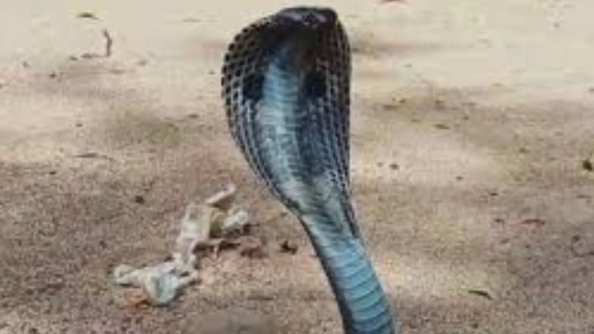 कोबरा सांप लेकर DM कार्यालय पहुंच गया बुजुर्ग: पुलिस पूछताछ में राशन कार्ड नहीं बनने से था नाराज  