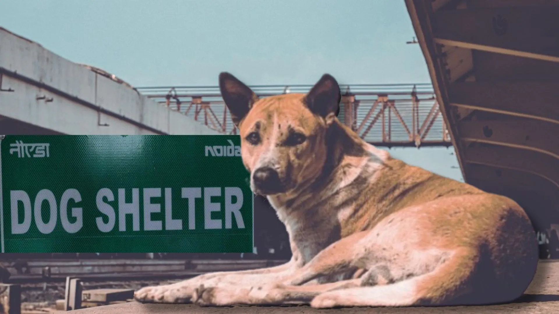 ग्रेटर नोएडा में बनेगा डॉग शेल्टर होम, SC के आदेश के बाद Stray Dogs के लिए इन जगहों का किया गया चयन 