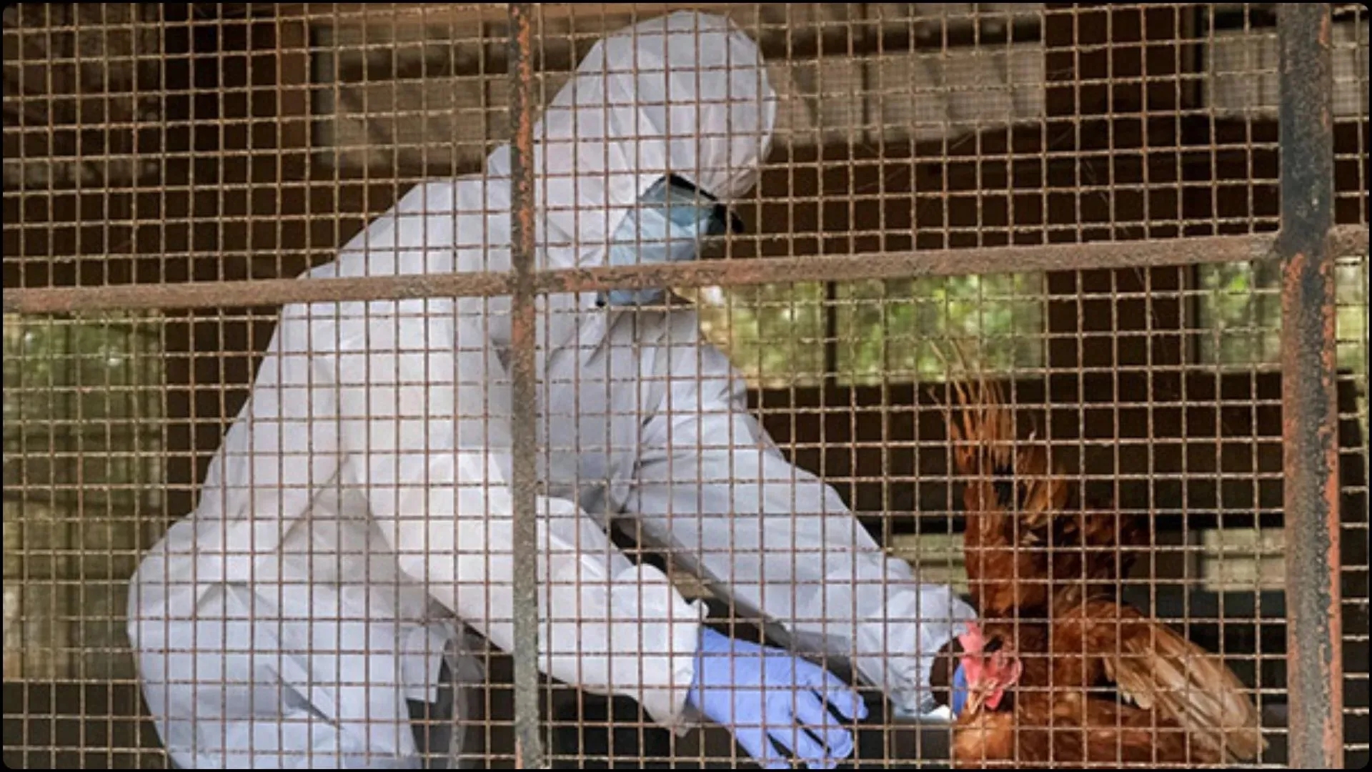  रामपुर में बर्ड फ्लू को लेकर टीमें सक्रिय, 60 सैंपल भेजे, रैपिड रिस्पांस टीम ने पोल्ट्री फार्म की निगरानी बढ़ाई