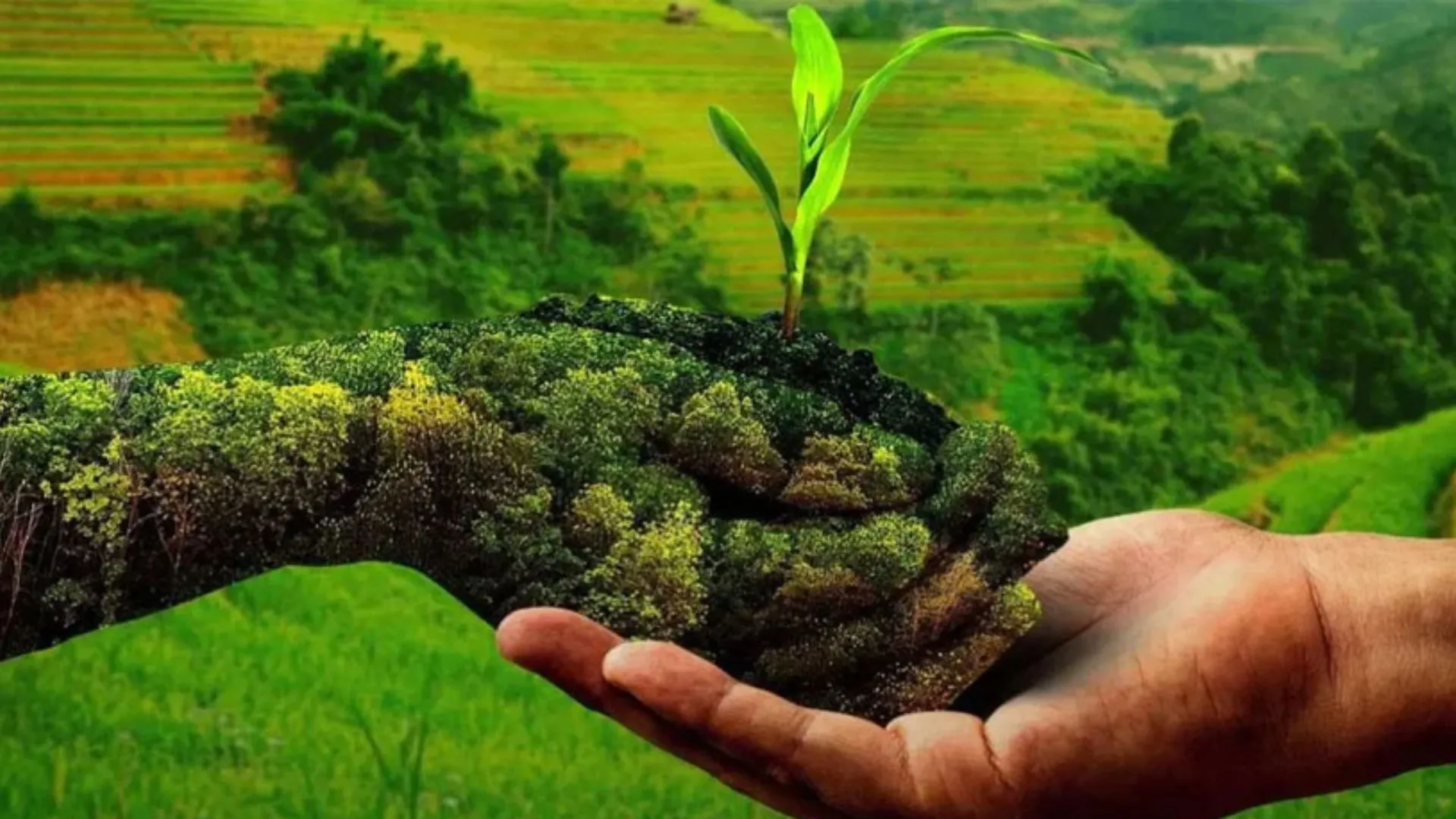 प्राकृतिक खेती मिशन में लापरवाही बरतने पर होगी कार्रवाई, कृषिमंत्री ने मिशन की समीक्षा कर दिए निर्देश 