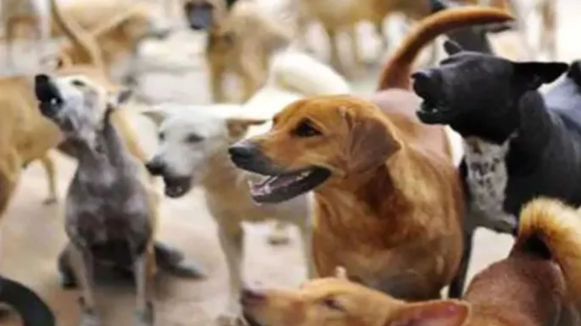 राजधानी में करीब सवा लाख आवारा कुत्ते, SC के आदेश पर नगर निगम को करनी पड़ेगी मशक्कत