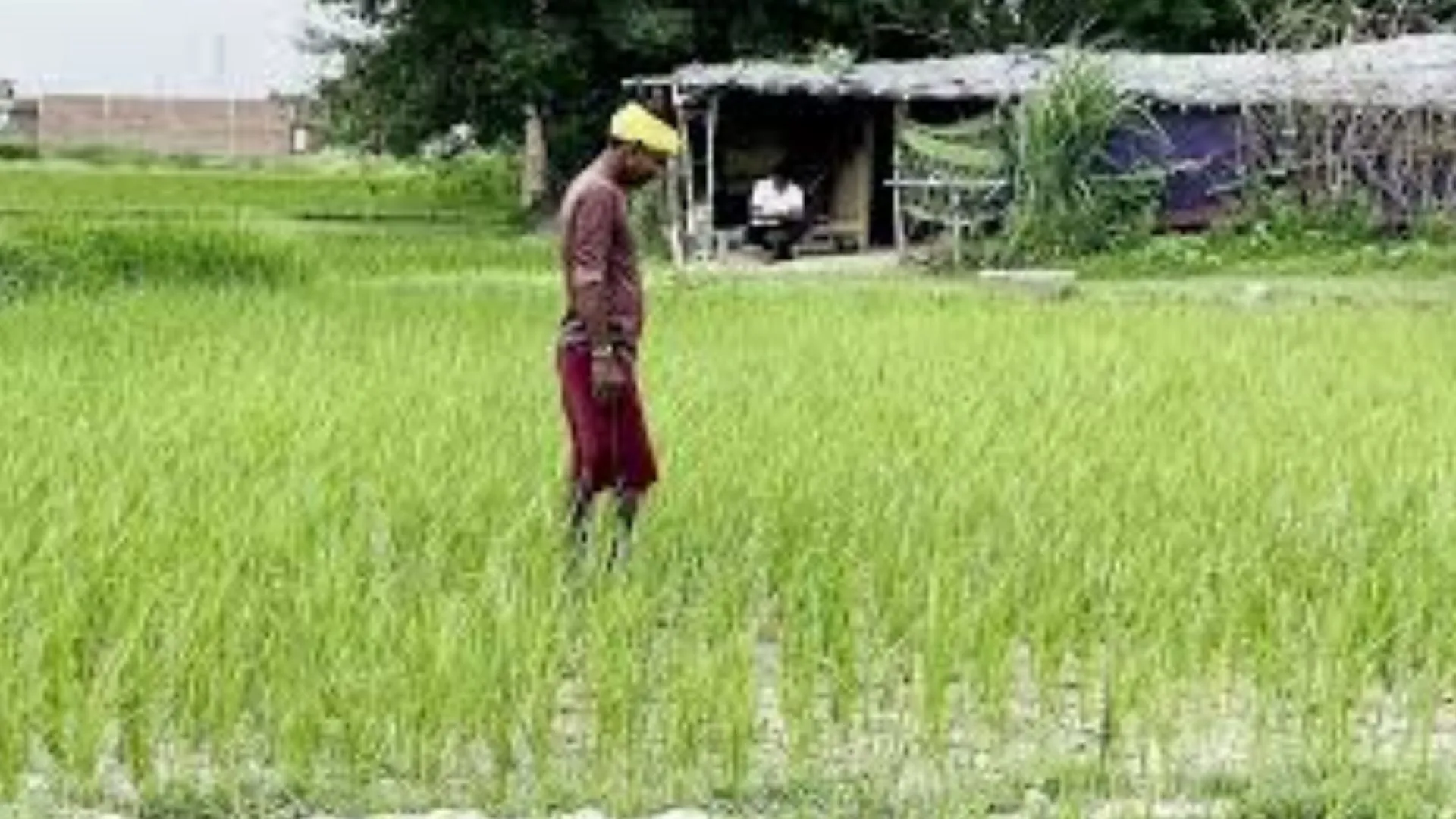 छोटे किसान भी उगाएंगे बेमौसम सब्जियां: गुणवत्तायुक्त के साथ बढ़ेगी पैदावार, कर सकेंगे फूलों की खेती  