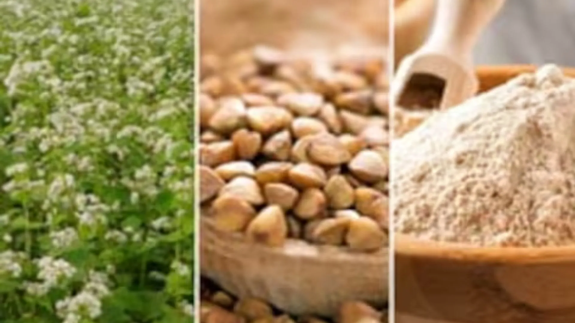 कुट्टू का आटा, मूंगफली, मेवा व अनाजों को नमी से बचाएं व्यापारी, FSDA ने नवरात्रि और त्योहारों को लेकर जारी की गाइडलाइन