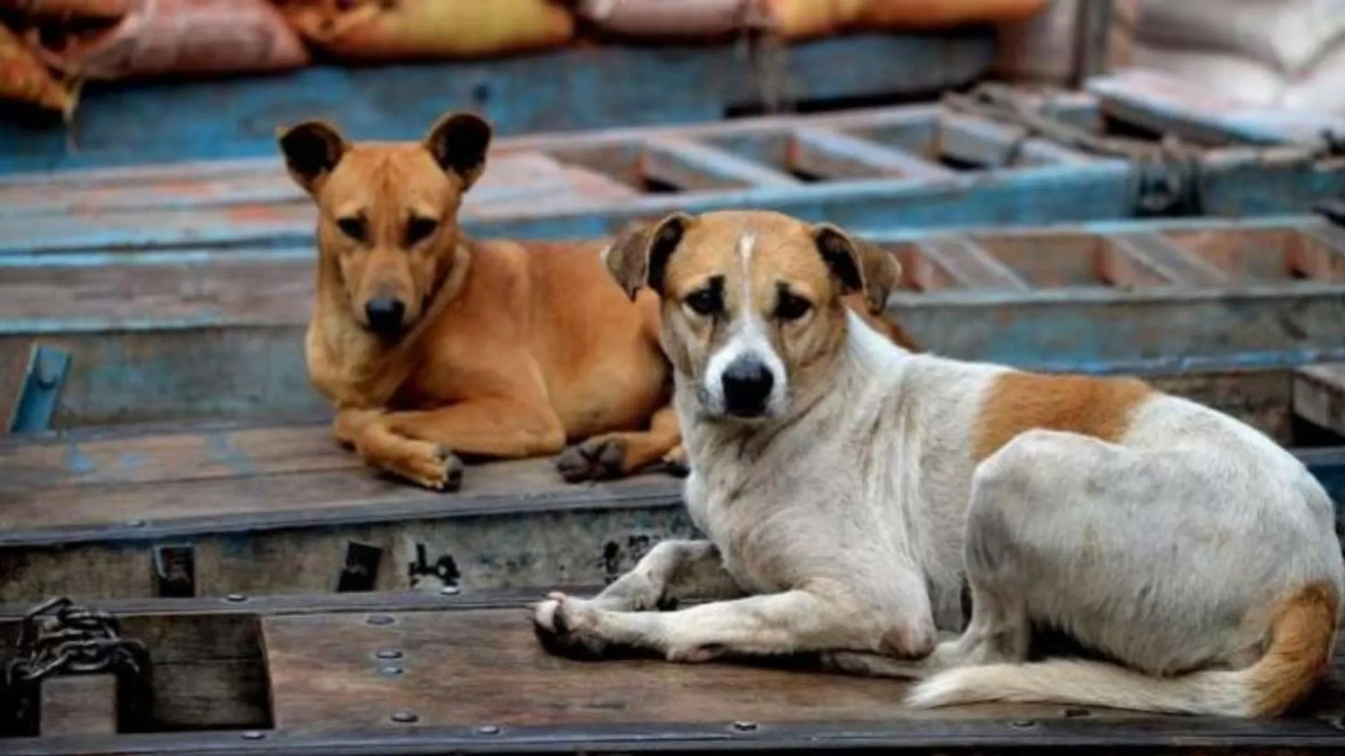 आवारा कुत्तों पर SC में फैसला सुरक्षित: पीठ ने कहा- सभी को लेनी होगी जिम्मेदारी