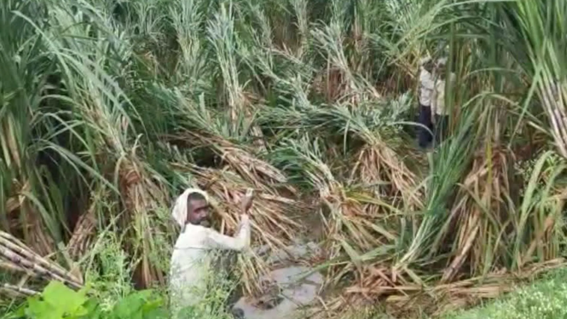 बाढ़-बारिश से डूबी गन्ने की फसल बचाने में जुटी सरकार, मुख्यमंत्री के निर्देश पर कीट प्रबंध व बचाव में विभाग ने कसी कमर