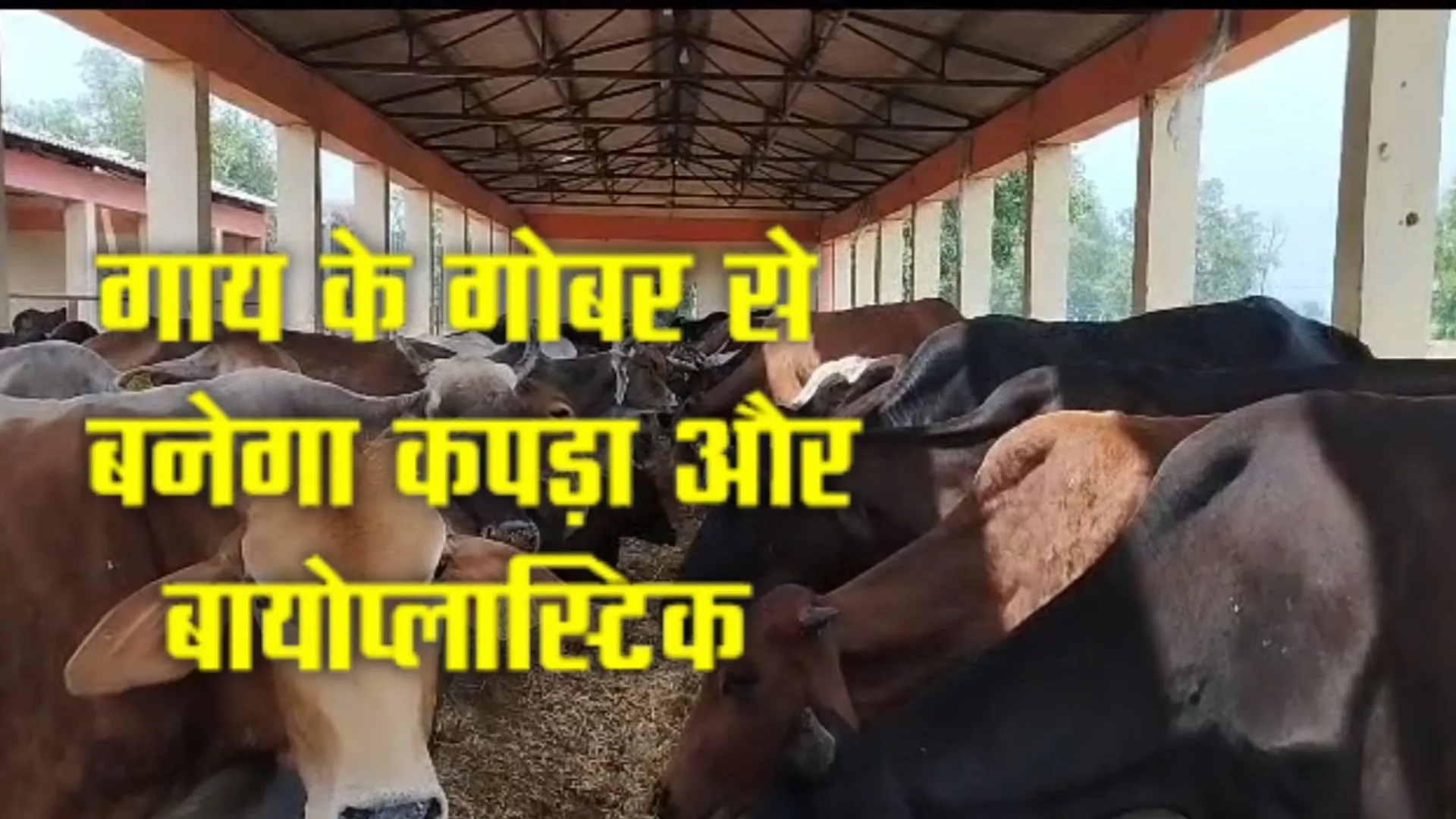 गाय के गोबर से बनेगा कपड़ा और बायोप्लास्टिक, प्लास्टिक प्रदूषण को कम करने को वैज्ञानिक शोध पर काम करेगी योगी सरकार