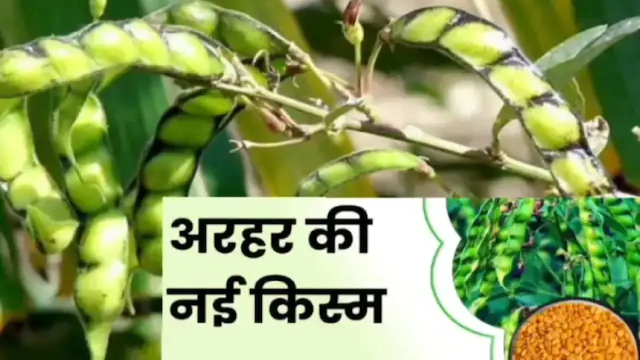 किसानों के लिए खुशखबरी: अरहर की नई प्रजाति पर नहीं लगेगा एसएमडी रोग, पैदावार में होगा इजाफा