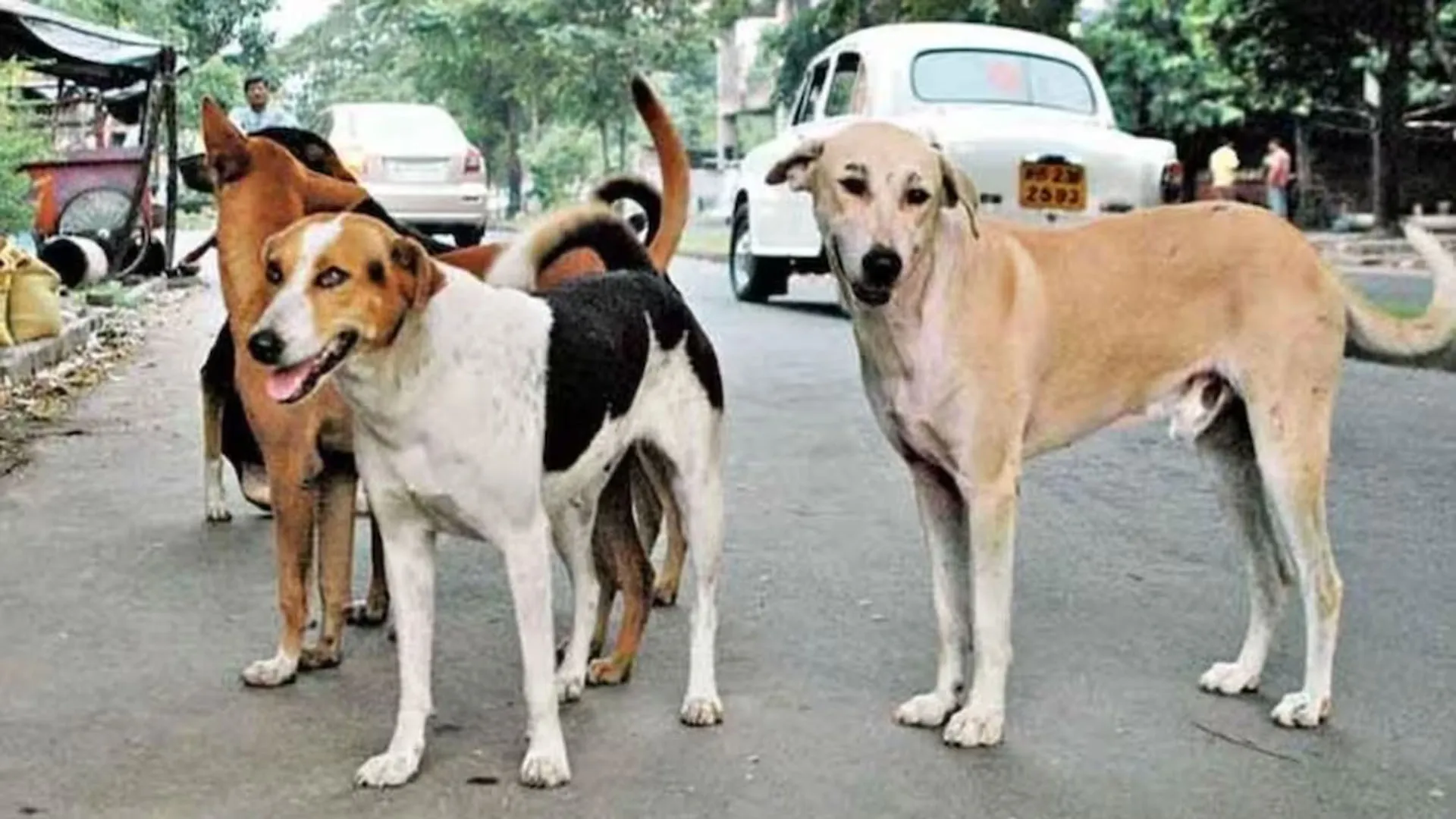 Bareilly : बधियाकरण में फूंक डाले 1.40 करोड़, फिर भी आवारा कुत्तों की बढ़ रही आबादी