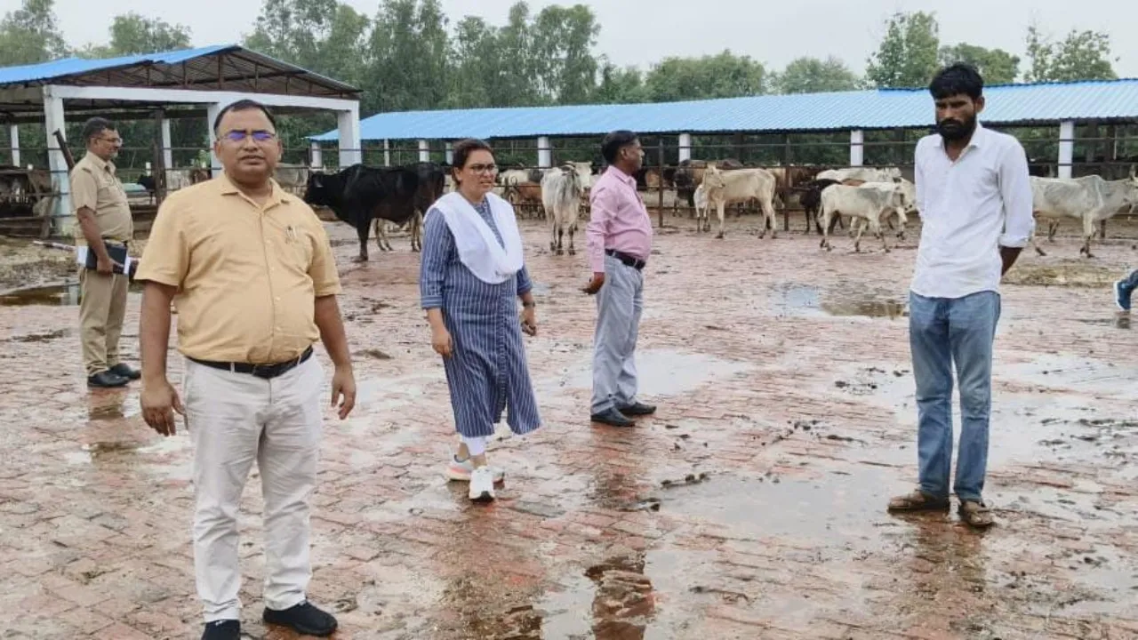 बारिश से बेहाल गौशालाएं : औचक निरीक्षण में DSM ने देखी गौशालाएं की 'डिर्टी पिक्चर', फिर दे डाले निर्देश 