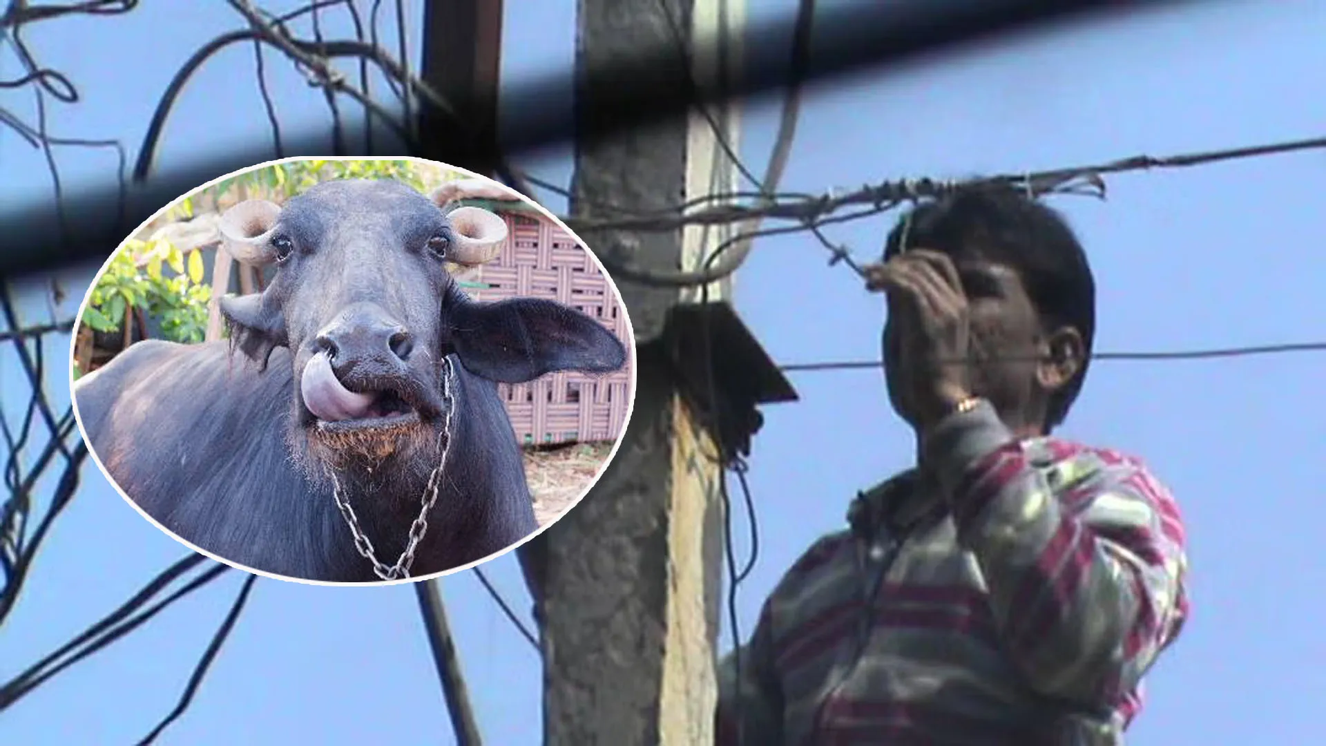 UP : भैंस को लगती है गर्मी, इसलिए मांगी बिजली चोरी की अनुमति ! विभाग के अफसर भी हैरान