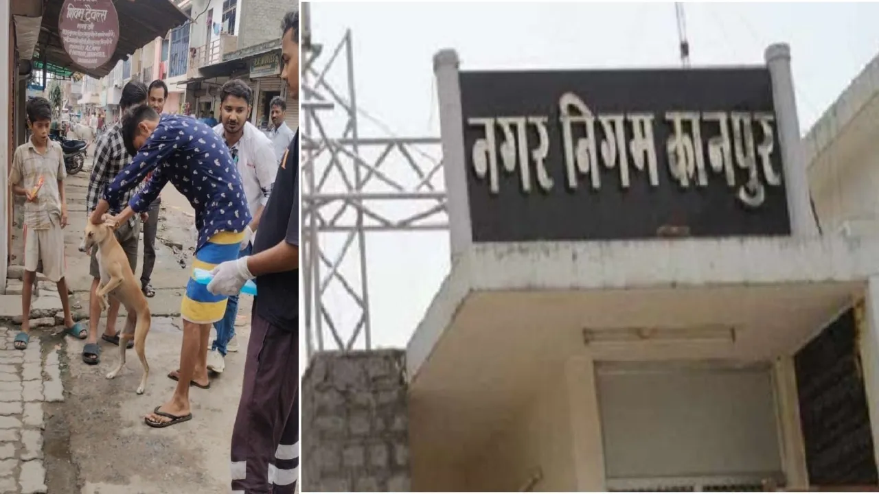 कानपुर में आवारा कुत्तों पर सख्ती : 50 स्ट्रीट डॉग्स को लगाया एंटी-रेबीज टीका, नगर निगम का अभियान जारी