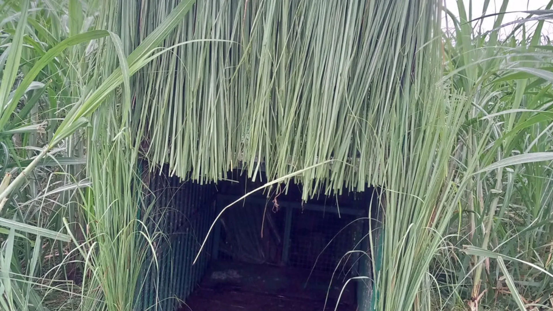 लखीमपुर खीरी: पिंजड़े के पास तक नहीं आया महिला को शिकार बनाने वाला तेंदुआ, बछड़े का किया शिकार