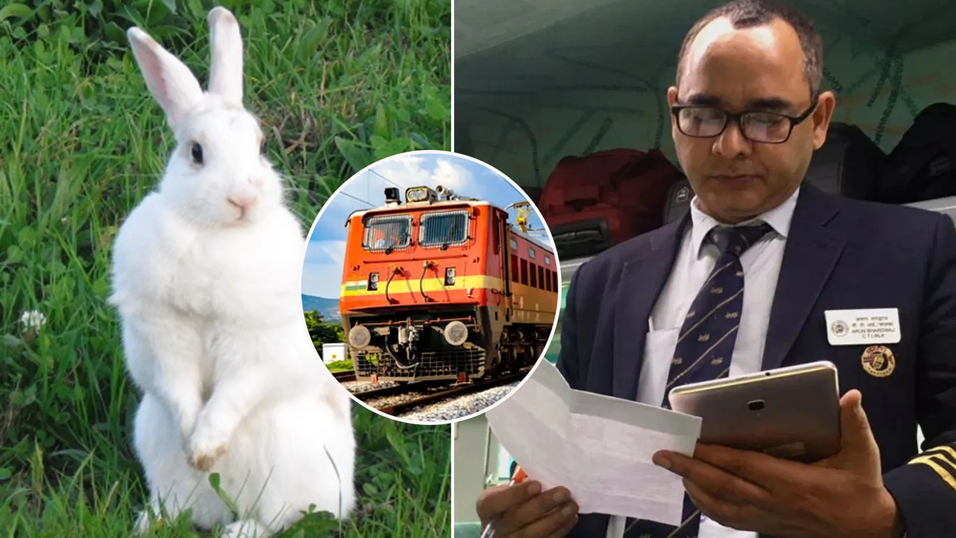 Bareilly: ट्रेन में खरगोश बिना टिकट कर रहा था सफर...जानिए TTE ने क्या किया