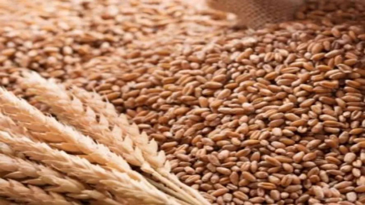किसानों को अनुदान पर मिलेगा 10 लाख कुन्तल गेहूं और राई, सरसों व मसूर के बीज मुफ्त