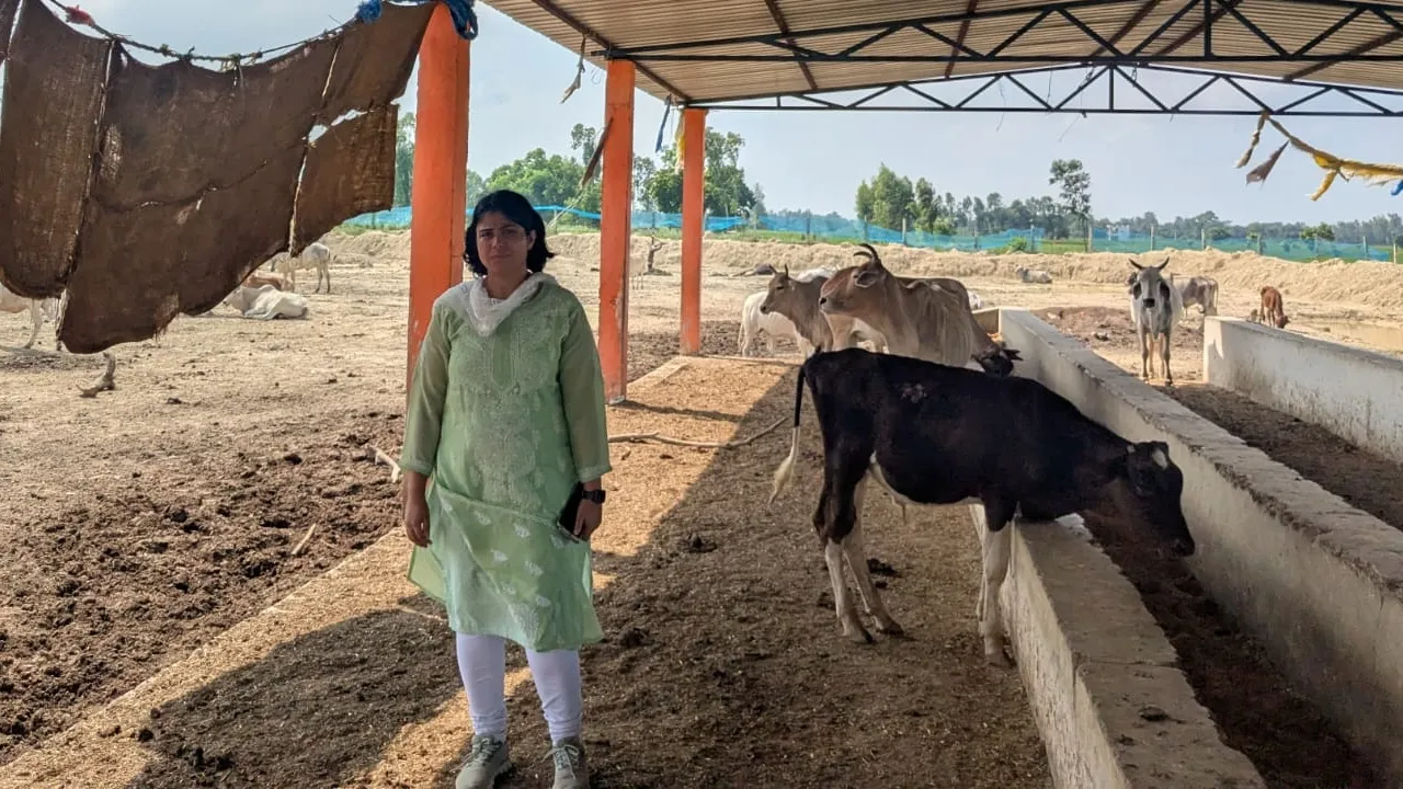 बाराबंकी में गौशाला की दुर्दशा, मृत गायें मिलने से प्रशासन में खलबली