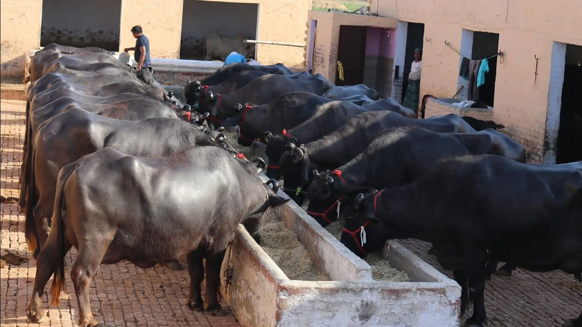 Bareilly : डेयरी संचालकों पर शिकंजा, अब 15 हजार तक जुर्माना