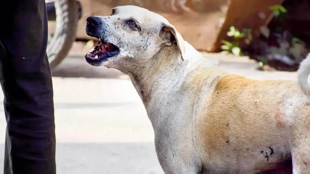 आवारा कुत्तों का आतंक : 28 लाख से अधिक लोगों को काटा, सुप्रीम कोर्ट ने सुनाया बड़ा फैसला
