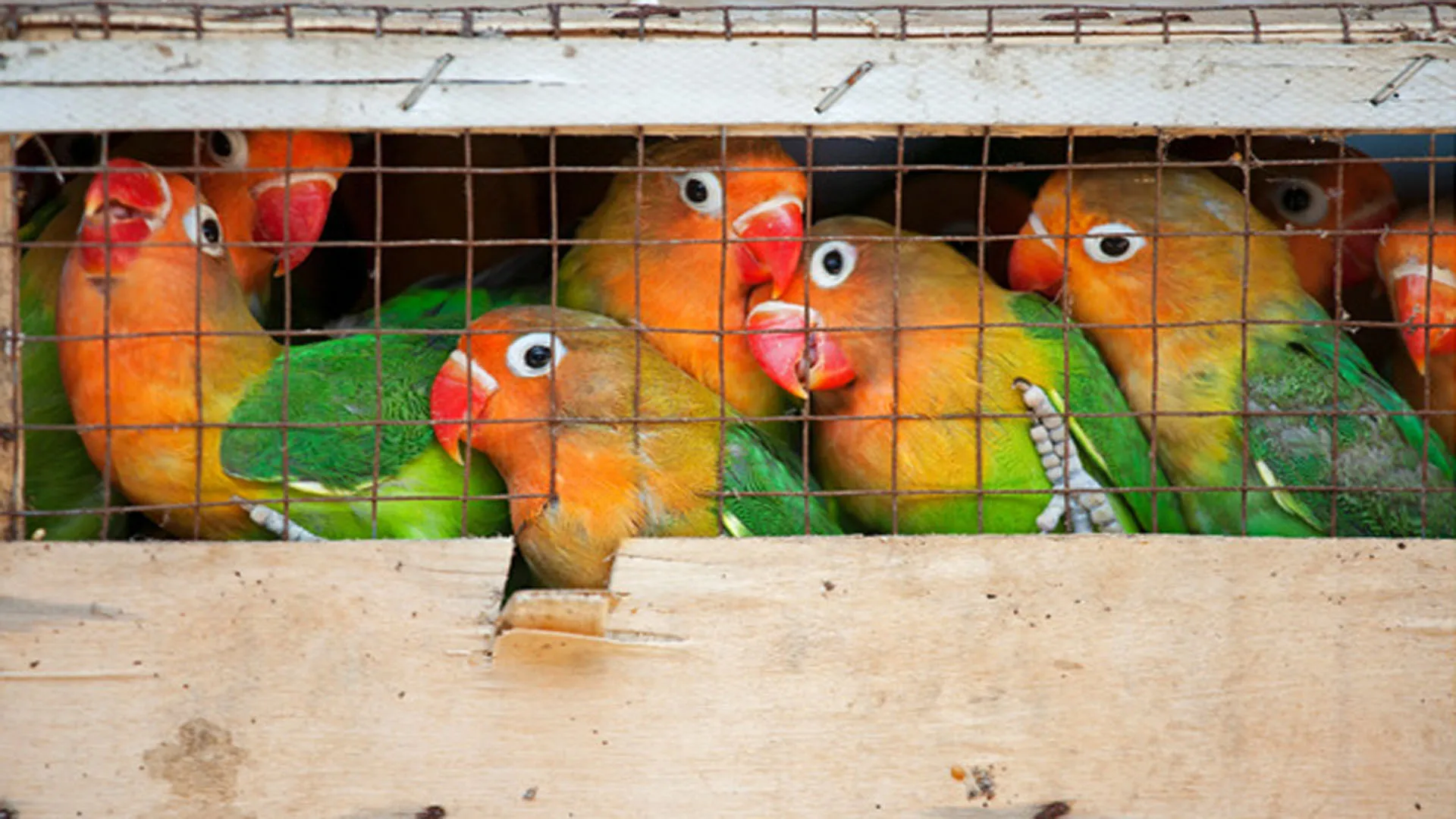 Moradabad : वन्यजीवों की तस्करी का पर्दाफाश,  प्रतिबंधित पक्षियों की सौदेबाजी करने वाला गिरफ्तार