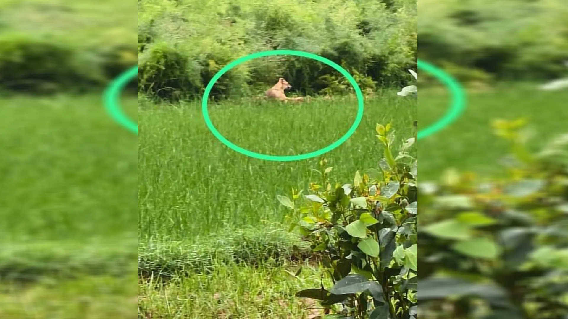 रामपुर: दौकपुरी टांडा में तेंदुआ दिखने के बाद ग्रामीणों में फैली दहशत 