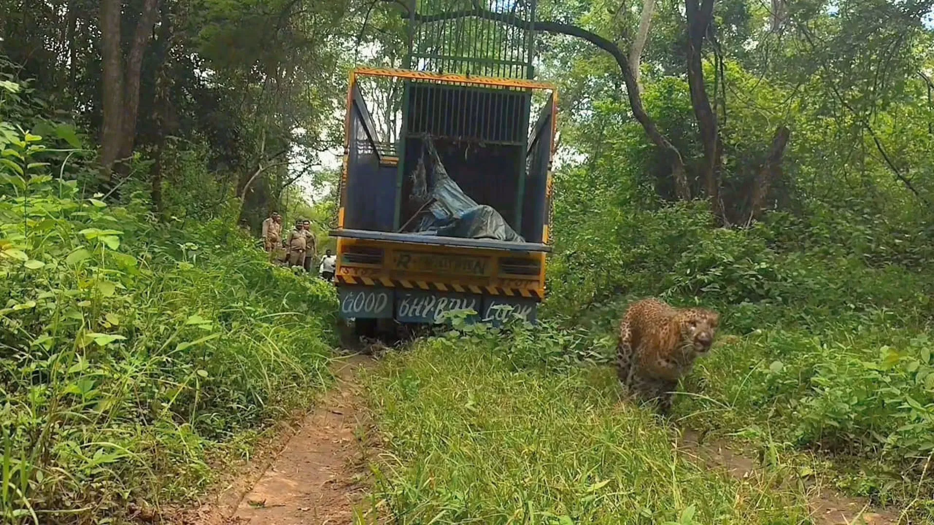 शाहजहांपुर : चित्रकूट का रानीपुर टाइगर रिजर्व होगा तेंदुआ का घर...एक माह से थी दहशत