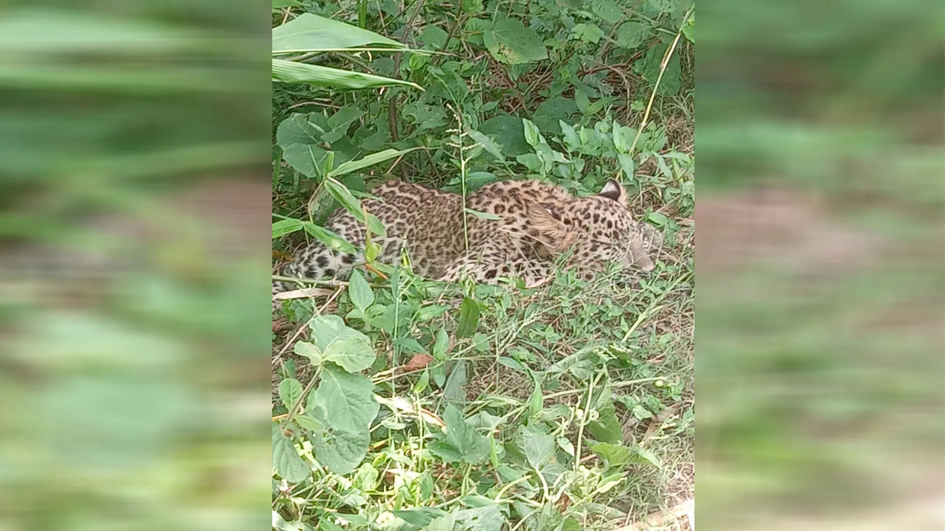 लखीमपुर खीरी : लाठियों के दम पर ग्रामीणों ने तेंदुए के शावक को दबोचा 