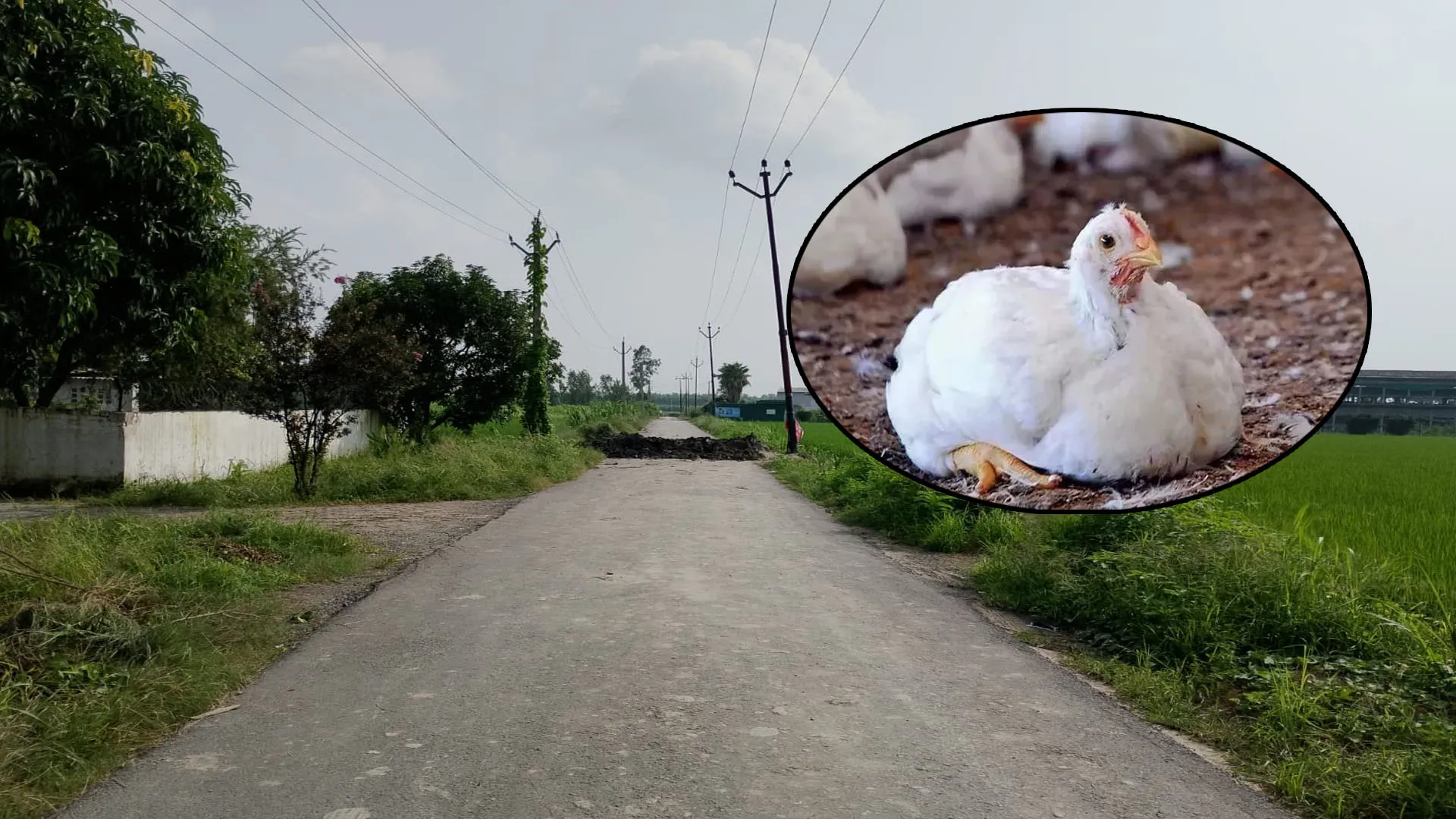 बर्ड फ्लू : संक्रमित जोन पर प्रशासन का पहरा, ग्रामीणों की आवाजाही पर रोक