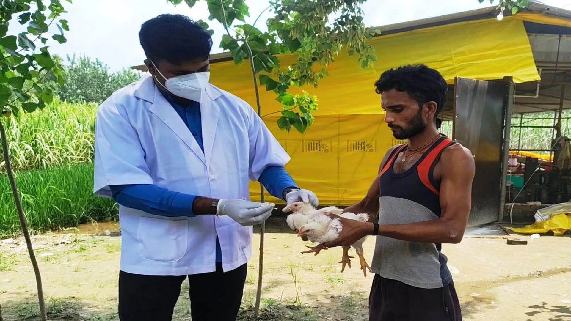 Bareilly : बर्ड फ्लू की आशंका में पोल्ट्री फार्मों से लिए गए 1875 नमूने