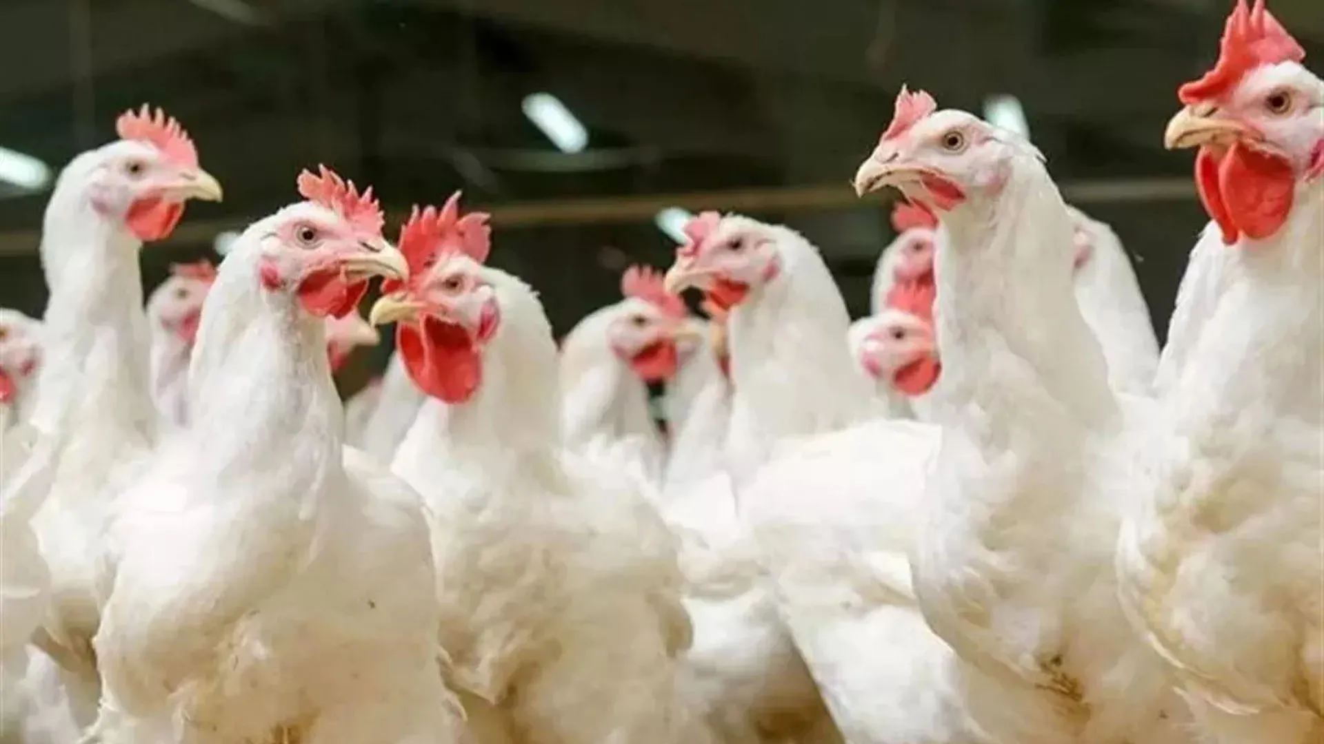 UP : बर्ड फ्लू प्रभावित क्षेत्र में आवागमन शुरू, संक्रमित जोन में पाबंदी बरकरार