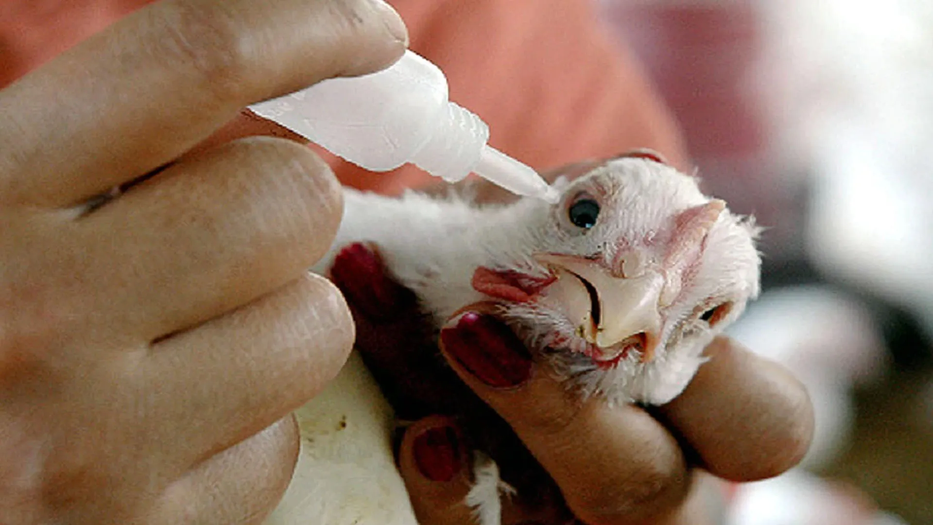 Bareilly : बर्ड फ्लू: 1847 सैंपलों की जांच रिपोर्ट आई निगेटिव