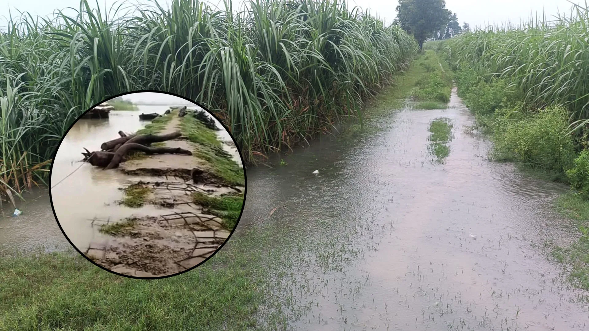 शारदा नदी का जलस्तर बढ़ा, बझेड़ा में बांध को पार कर गया बाढ़ का पानी