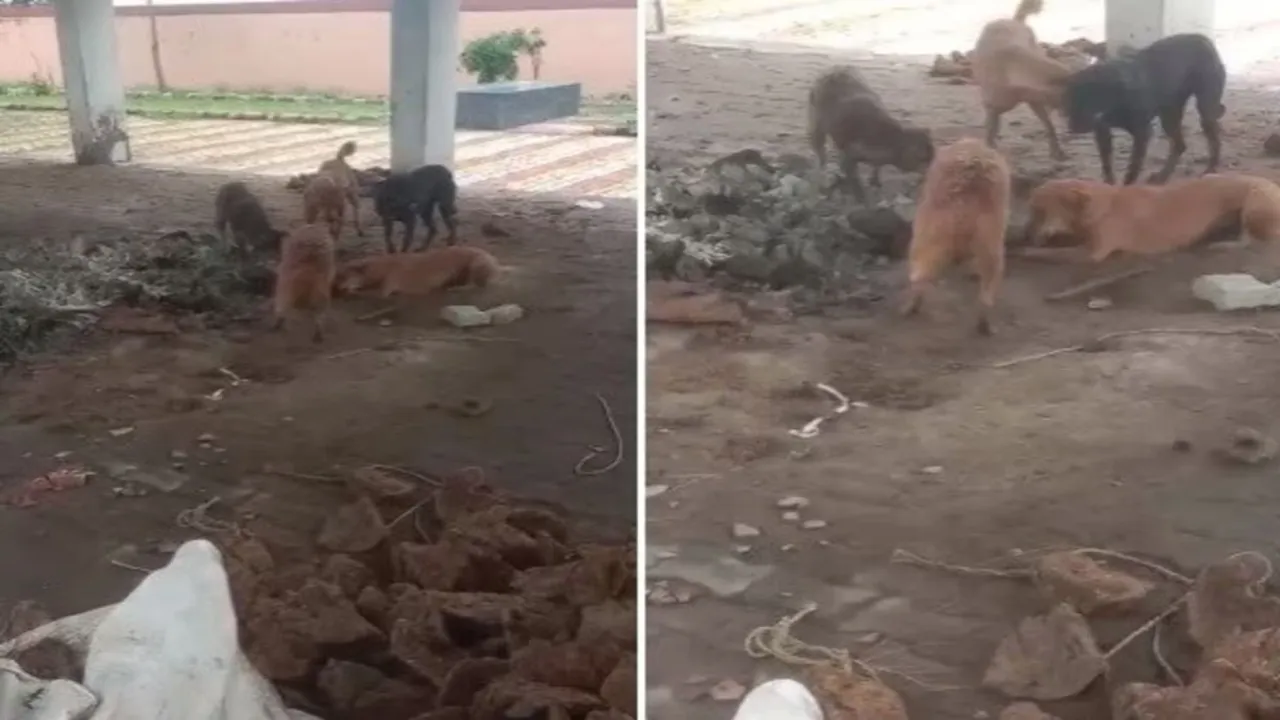 यूपी में मानवता शर्मसार: चिता की राख पर कुत्तों का झुंड, श्मशान घाट की व्यवस्था पर उठे सवाल