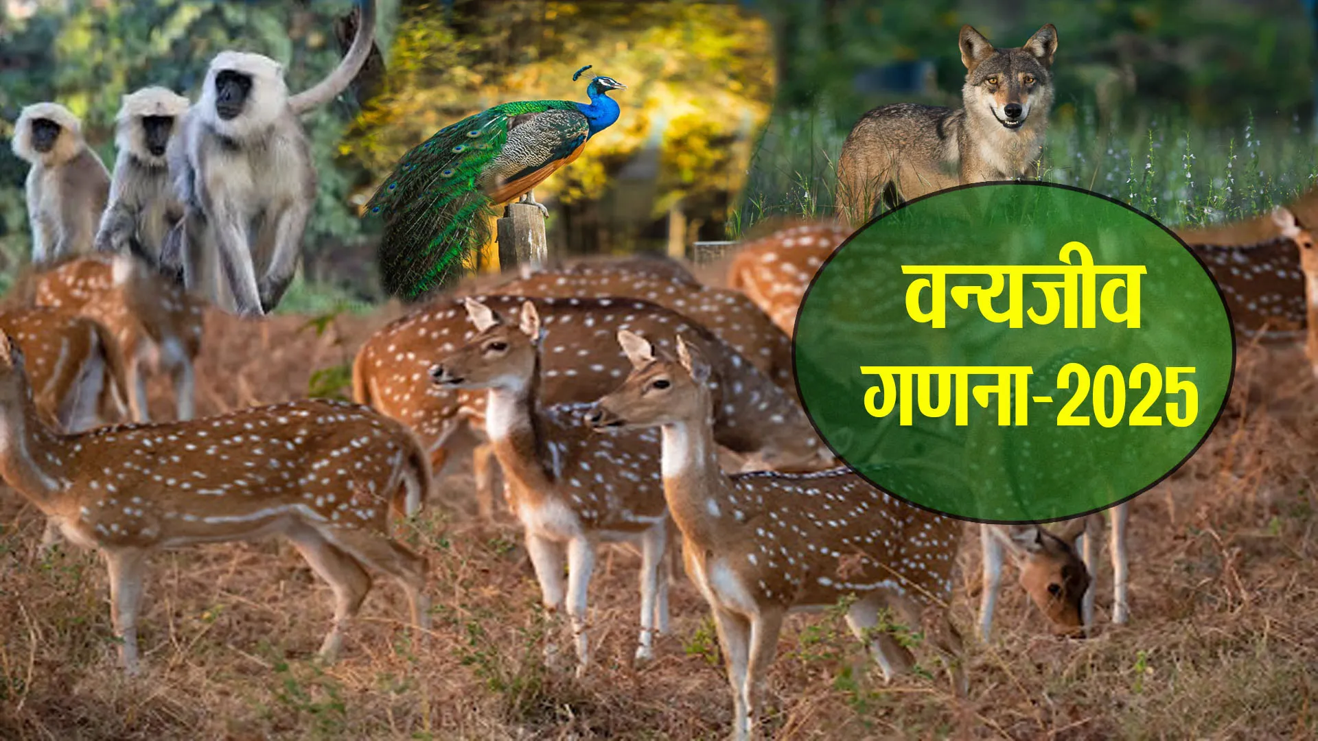 वन्यजीव गणना-2025 : वन्यजीवों ने बदायूं को बनाया नई पनाहगाह, बरेली से बना रहे दूरी