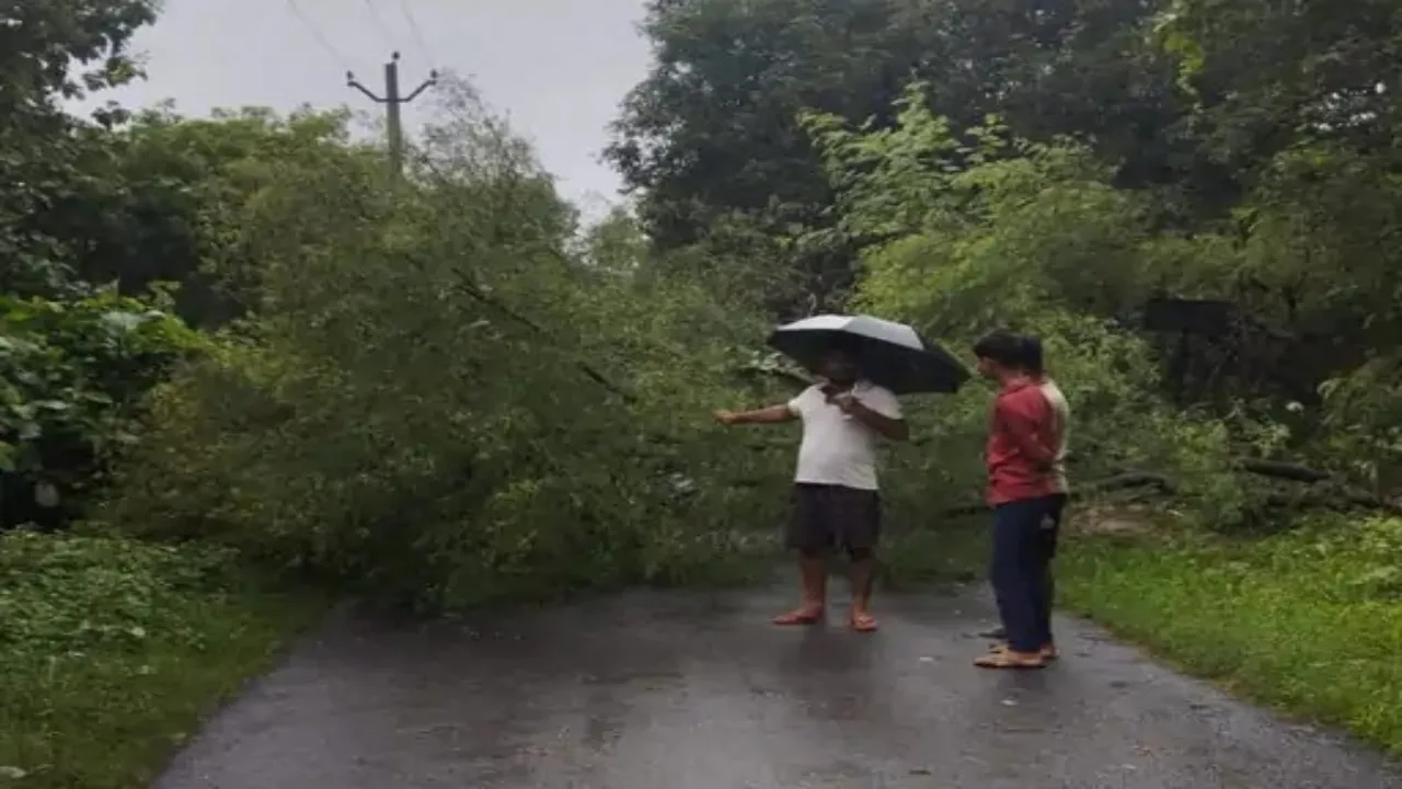 बारिश और तेज हवा में सड़क पर गिरा बबूल का पेड़, घंटों ठप रहा आवागमन