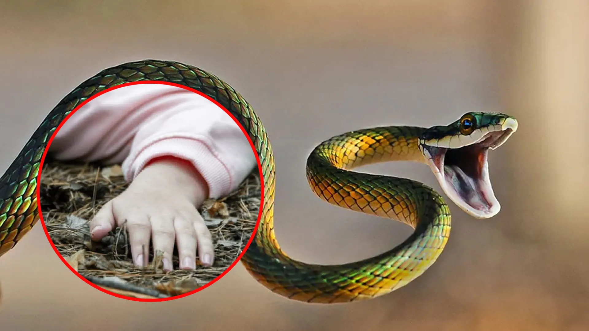 UP : सांप के काटने से बच्चे की मौत, लाश को गोबर में दबाकर तांत्रिक करता रहा इलाज