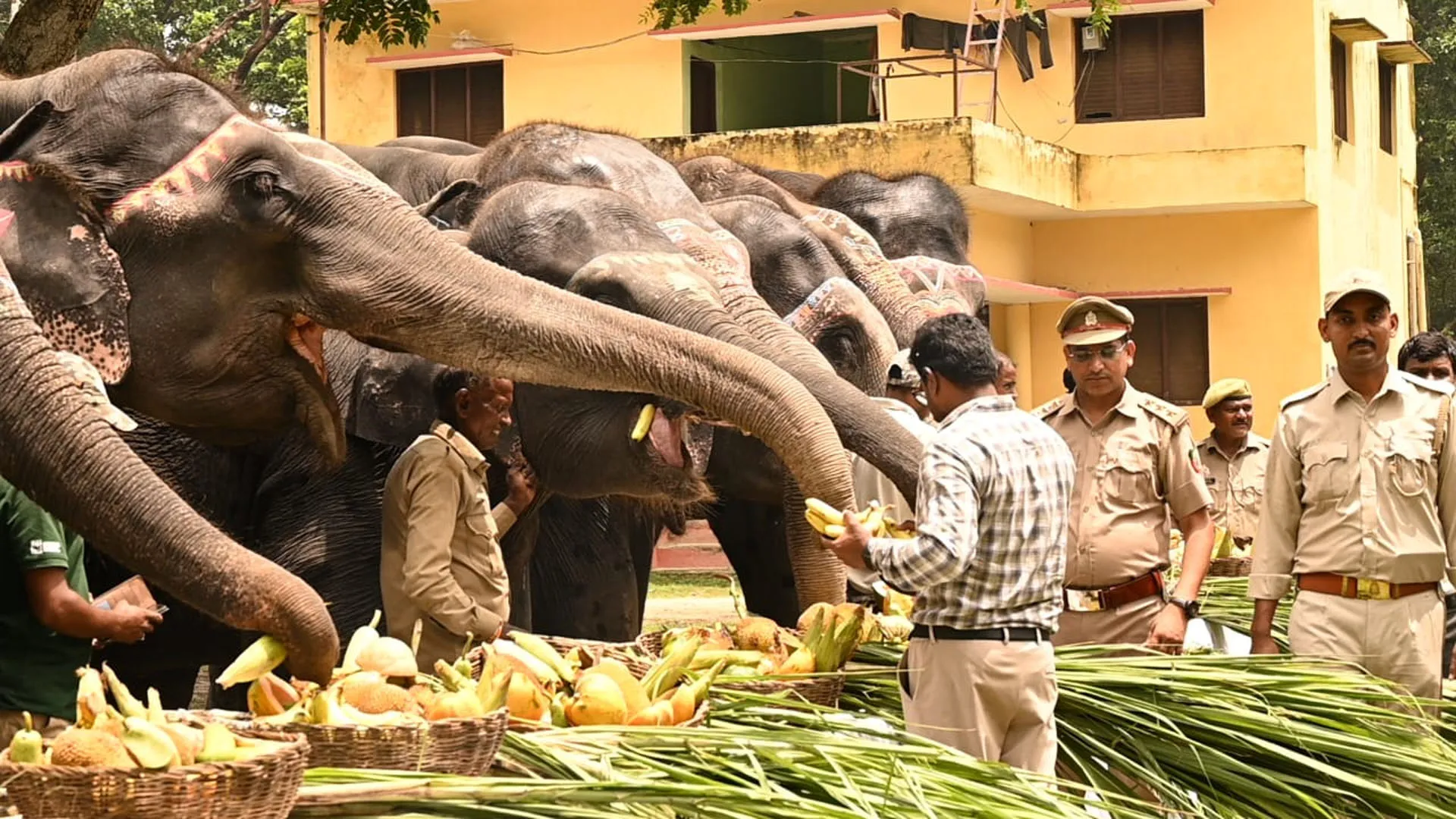 विश्व हाथी दिवस: दुधवा नेशनल पार्क में 25 हाथियों ने उड़ाई दावत...गन्ना, गुड़, सेब, केला का महाभोज