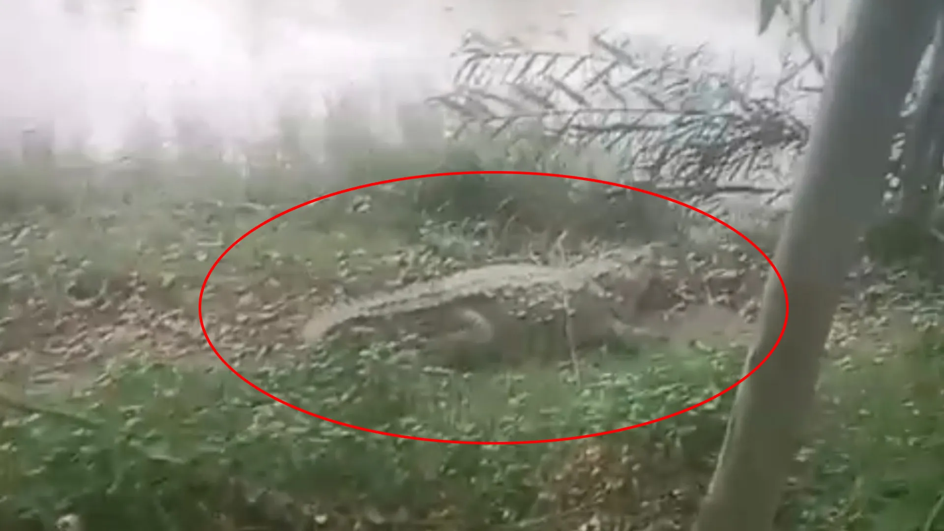 रामपुर : घूघा नदी में ग्रमीणों ने देखा मगरमच्छ, खौफ