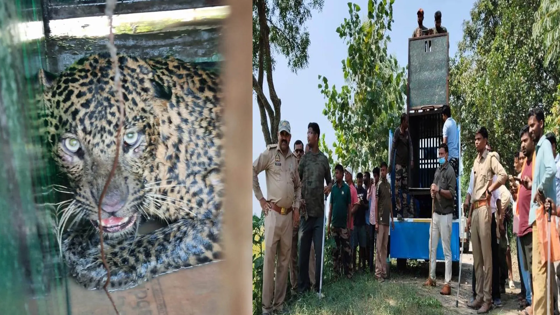 पीलीभीत: खेत में लगे जाल में फंसा तेंदुआ, चार घंटे तक चला रेस्क्यू, नरकुल ने बढ़ाई मुश्किल 
