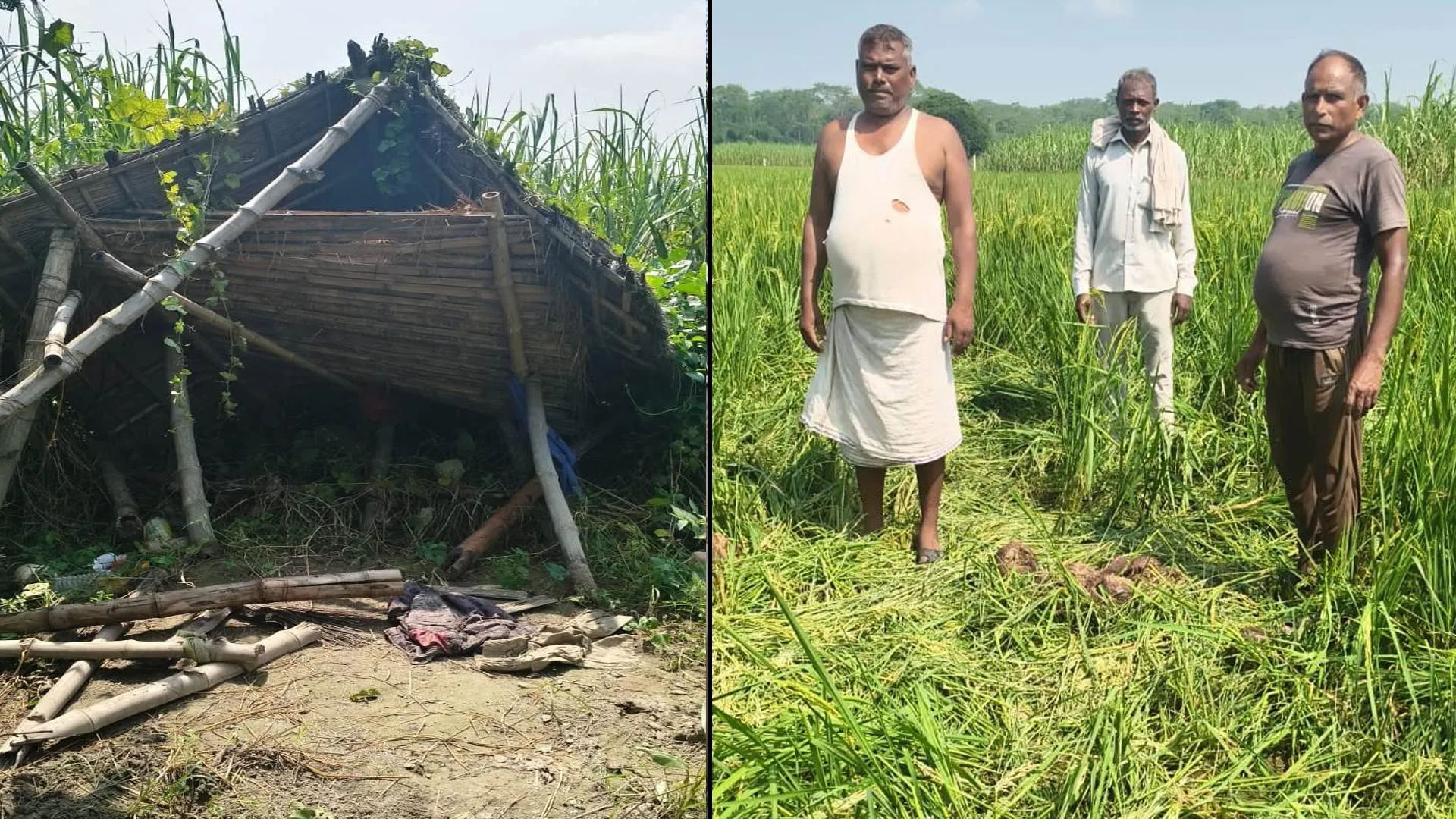 पीलीभीत: नेपाली हाथियों ने उजाड़ी झोपड़ी, रौंदी फसलें, किसानों ने किया शोर-शराबा, तब कहीं भागे